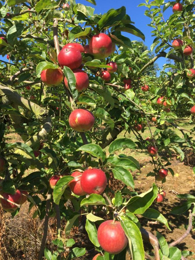 Orchard Luxe Glamping Pod Hotel Dungannon Eksteriør billede